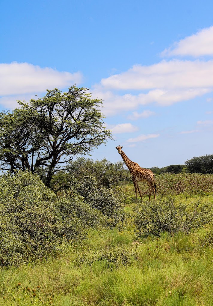 Khama Rhino Sanctuary Reserve-2