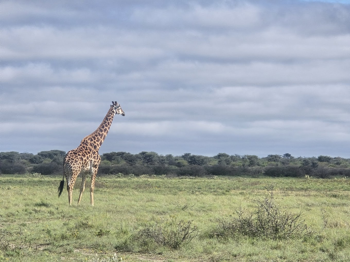 Khama Rhino Sanctuary Reserve-3
