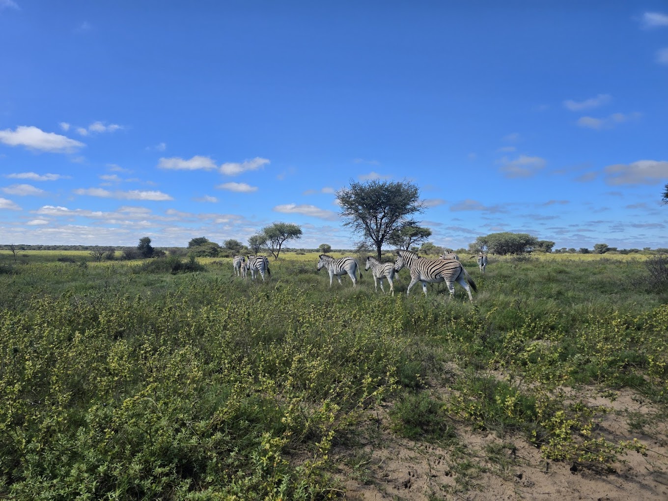 Khama Rhino Sanctuary Reserve-4
