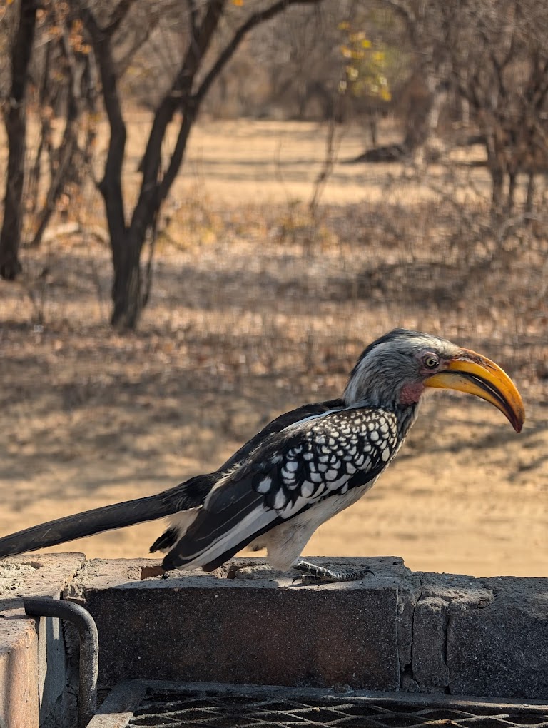 Khama Rhino Sanctuary Reserve-7