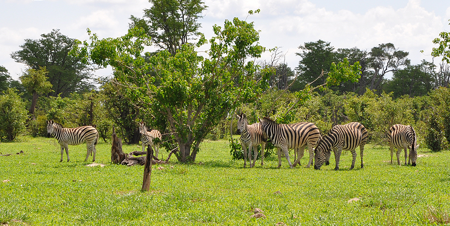 Livingstone Camp-4