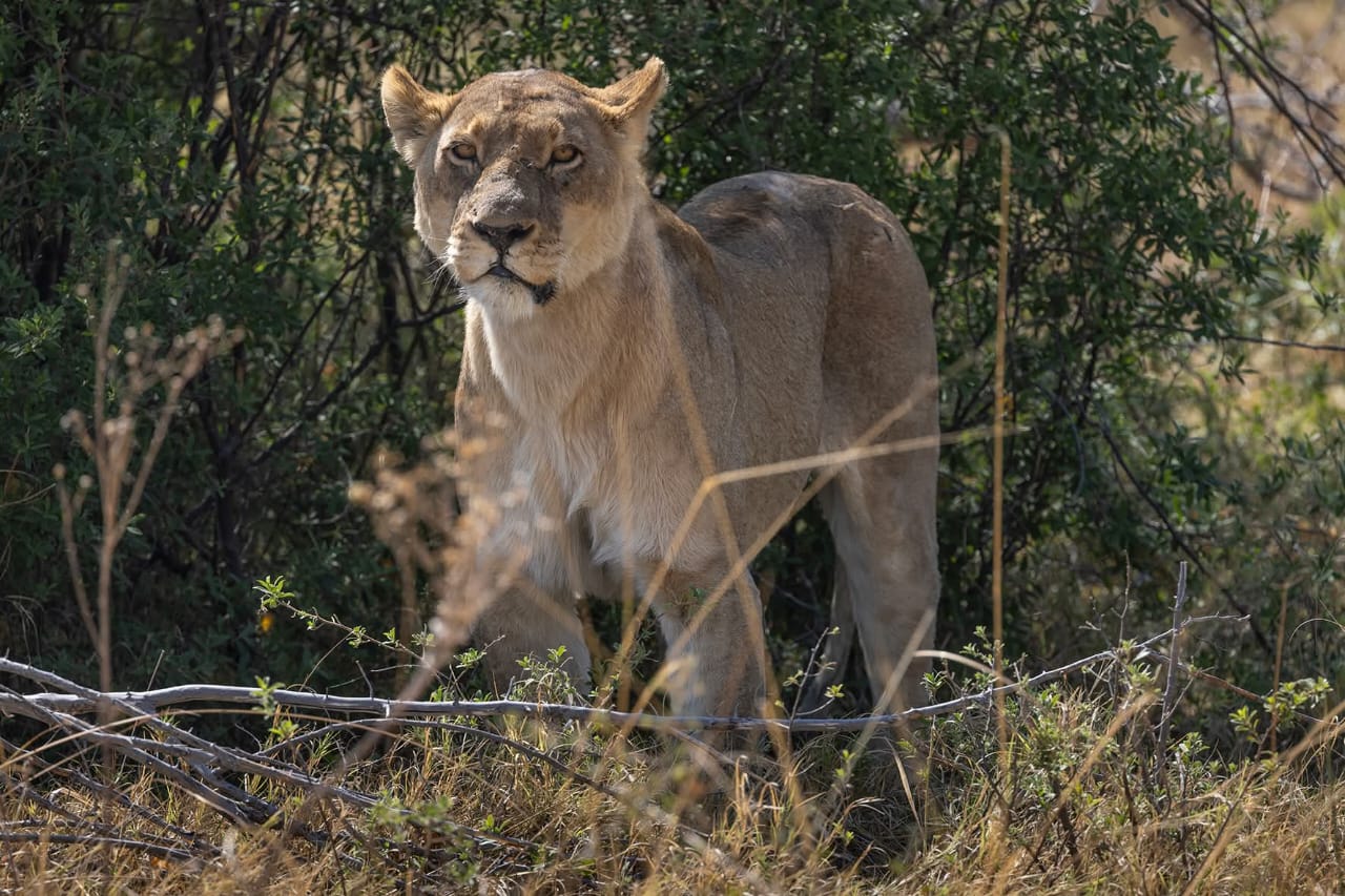 Mokoro Safari Camp-3