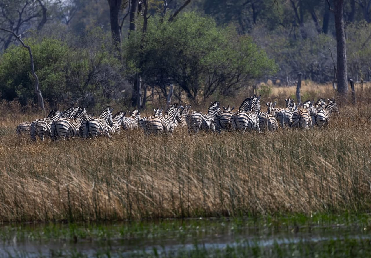 Mokoro Safari Camp-4