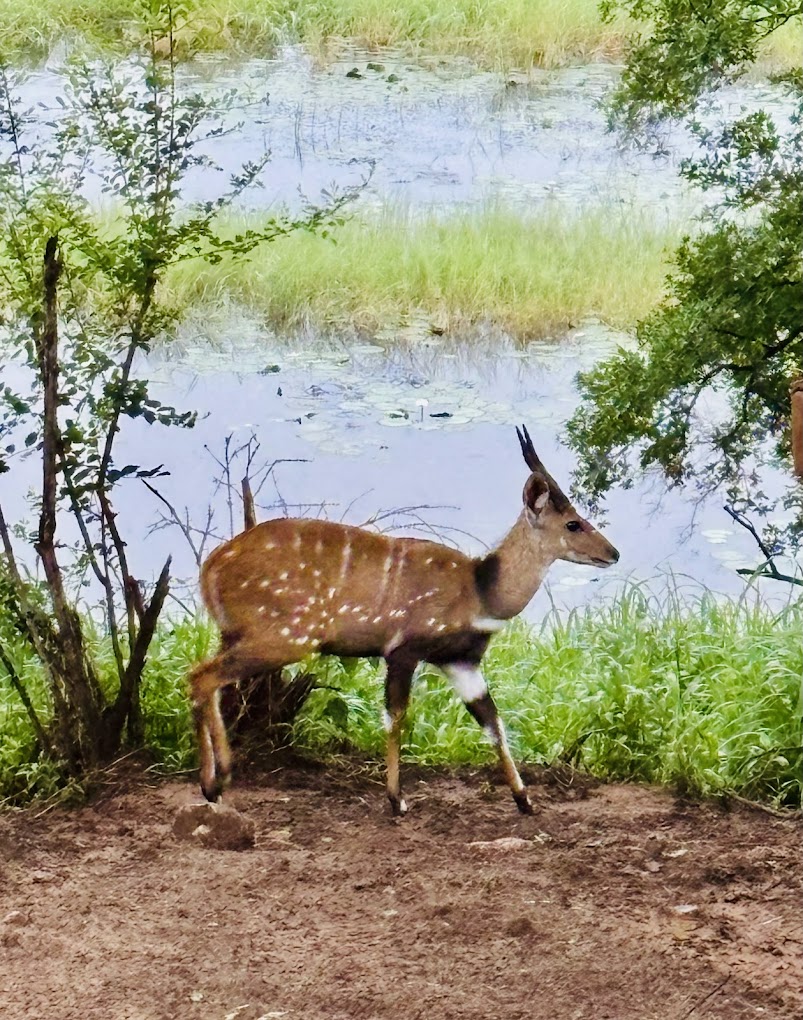 Nyime Safari Lodge-7
