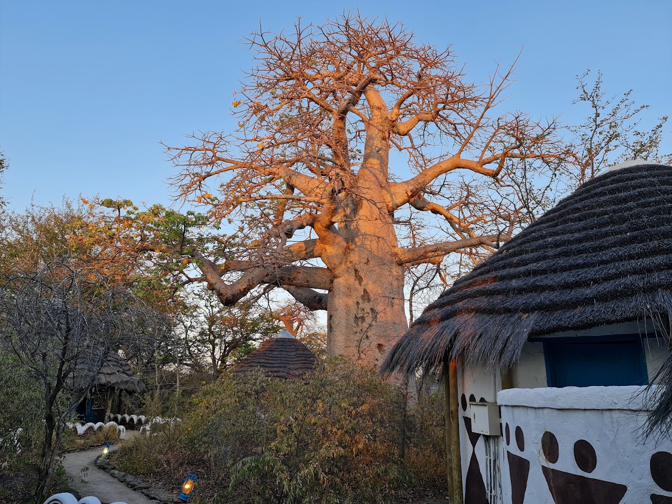 Planet Baobab-4