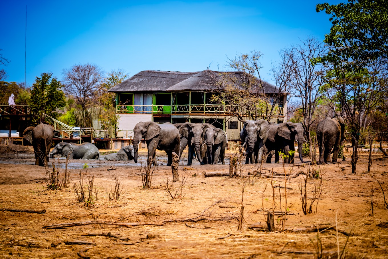 Chobe Mopani Forest Lodge-3