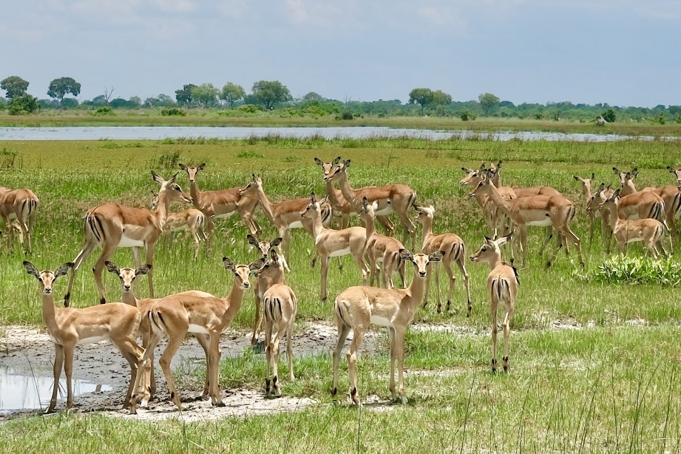 Xaoo Safari Camp-2