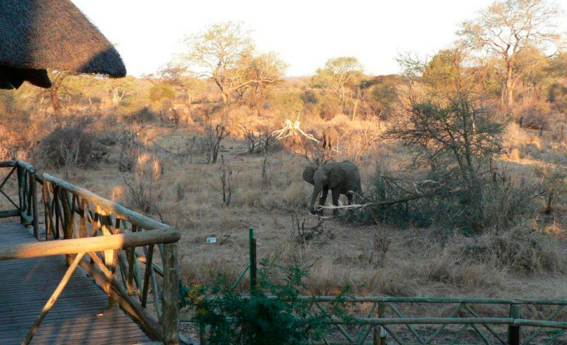 Chobe Bush Camp (3)