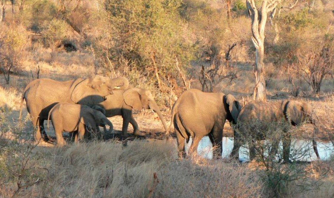 Chobe Bush Camp (4)