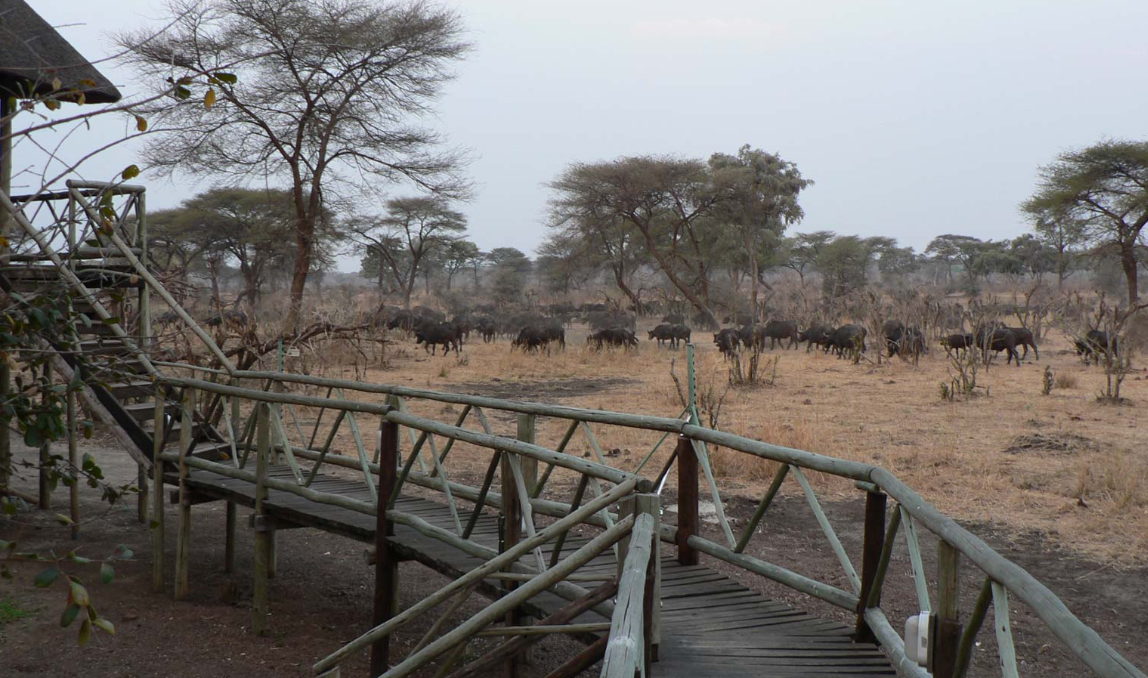 Chobe Bush Camp (5)