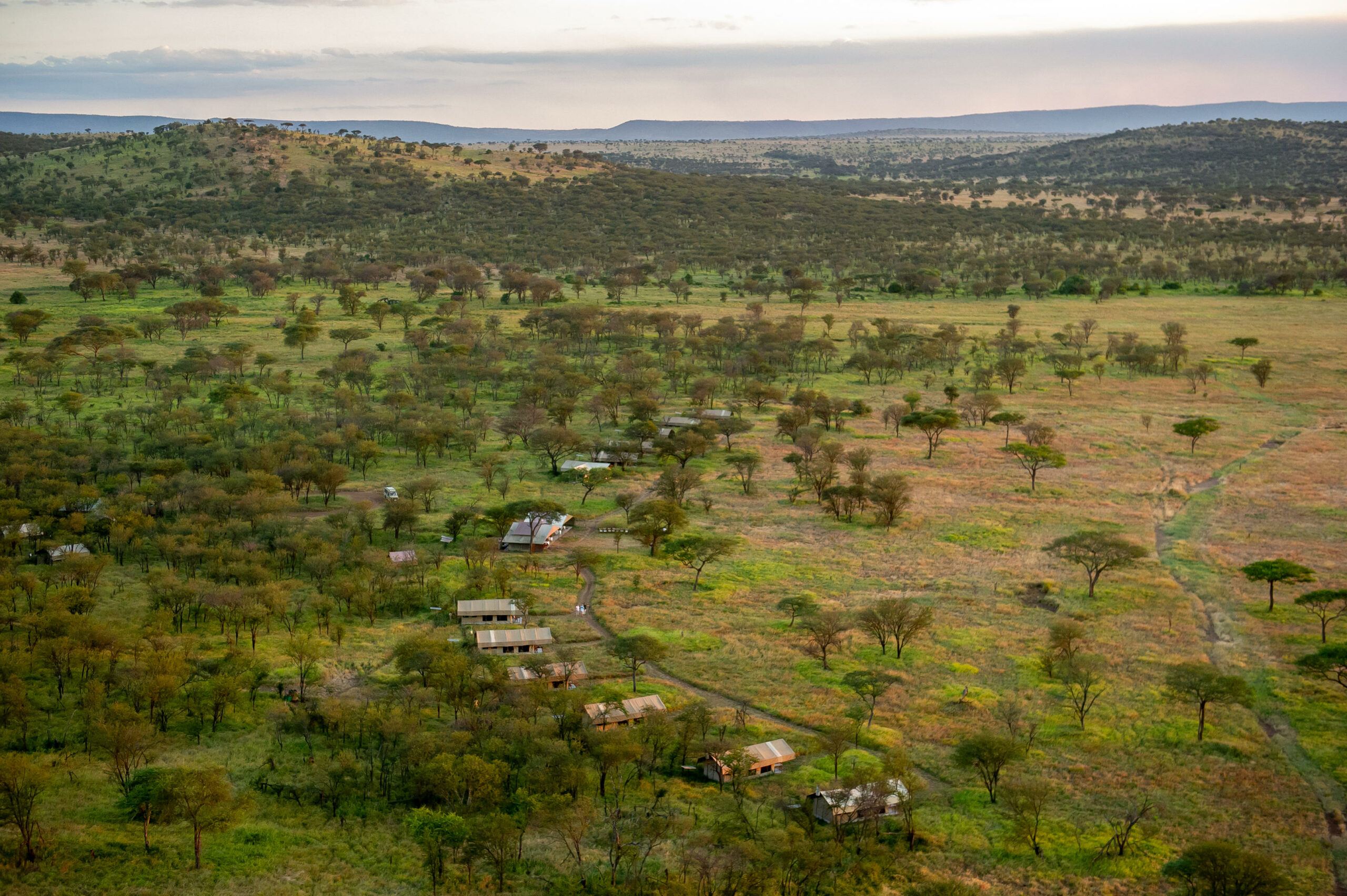 Serengeti Kati Kati 5