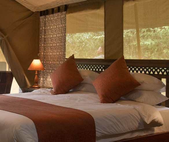 Olive Bush Camp 4