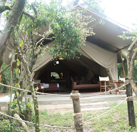 Olive Bush Camp 5