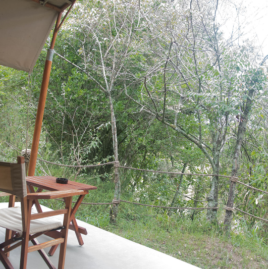 Olive bush Camp 6