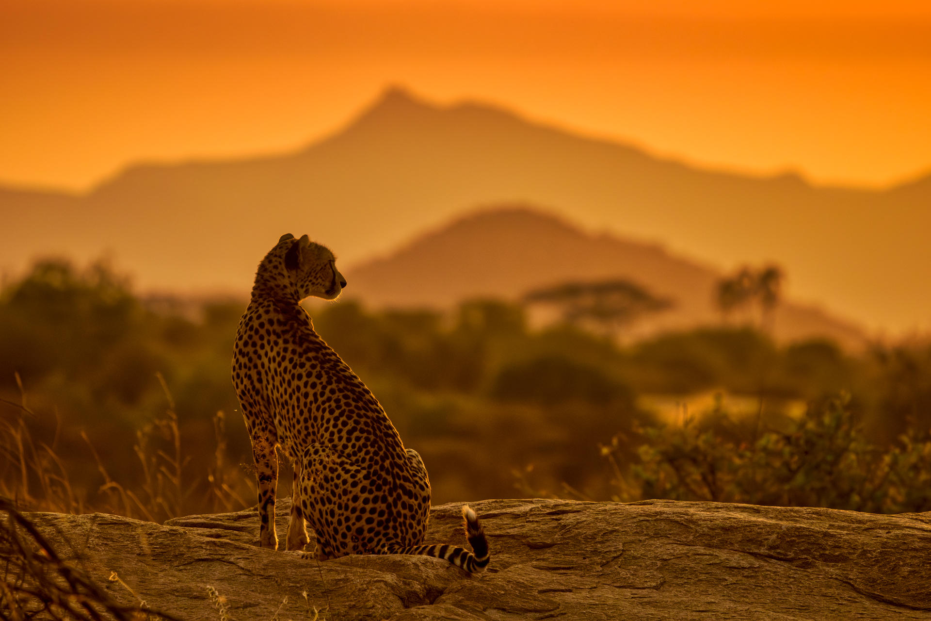 Samburu Larsens - Wildlife 1